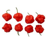 Scotch Bonnet MOA red chili mag /10 szem