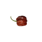 Habanero Chocolate chili mag (10szem/csomag)