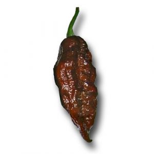 Bhut Jolokia  Chocolate chili paprika vetőmag /10 szem