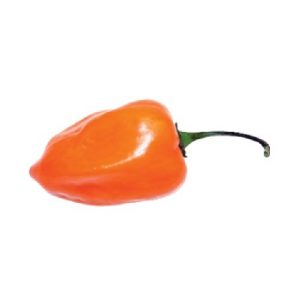 Habanero Orange Chili paprika chili mag