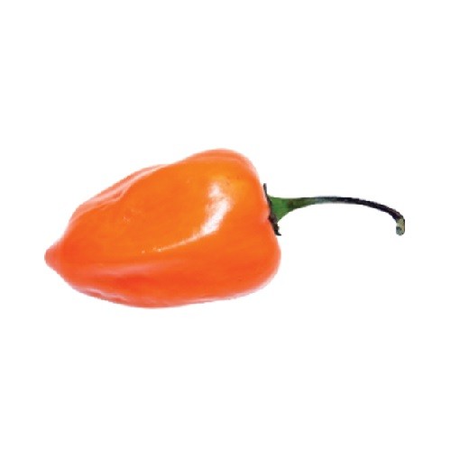 Habanero Orange Chili paprika chili mag