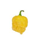 Trinidad Scorpion Moruga Yellow chili mag
