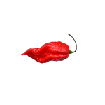Bhut Jolokia chili mag /10 szem