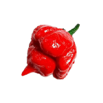 Trinidad Scorpion Moruga chili paprika vetőmag